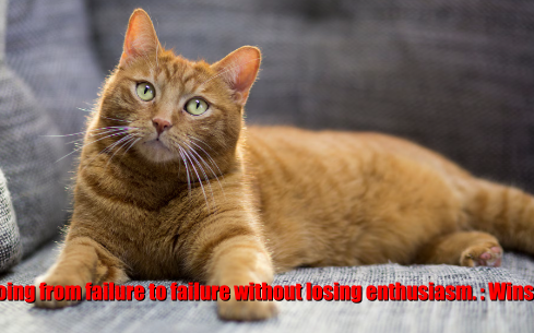 Cat says